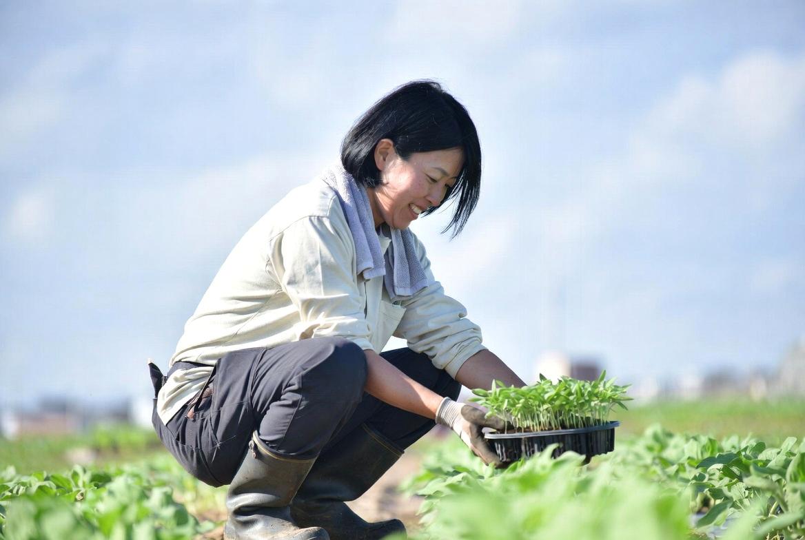 春の畑でピーマンを植え付けるタイミングと地温管理の様子