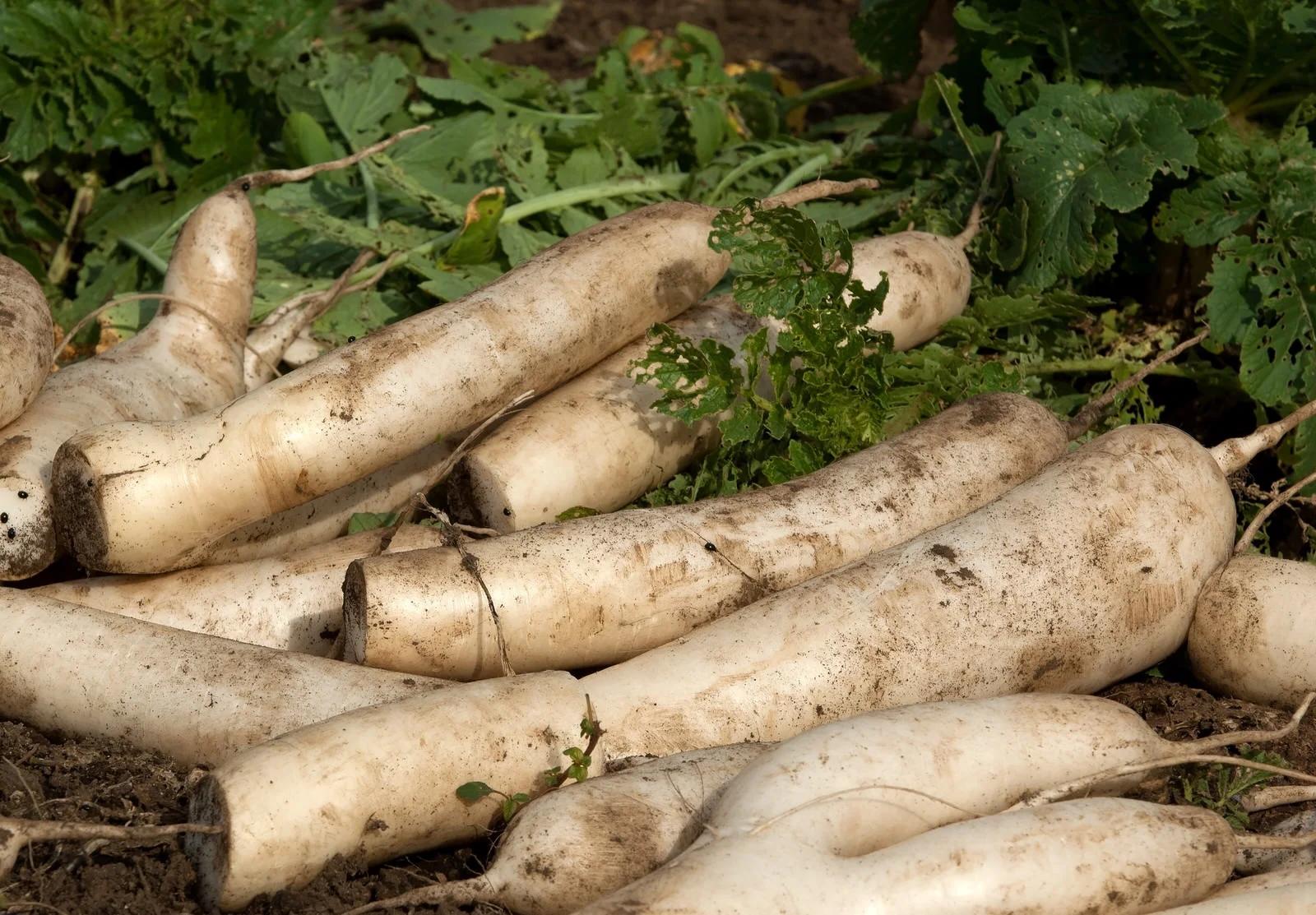 テントウムシなど天敵がアブラムシを捕食する自然防除の様子