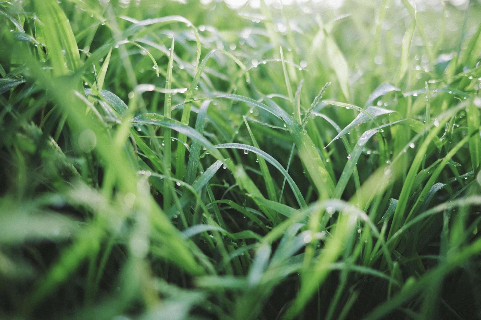 雑草を除去し整えられた畑で健康に育ついんげん豆