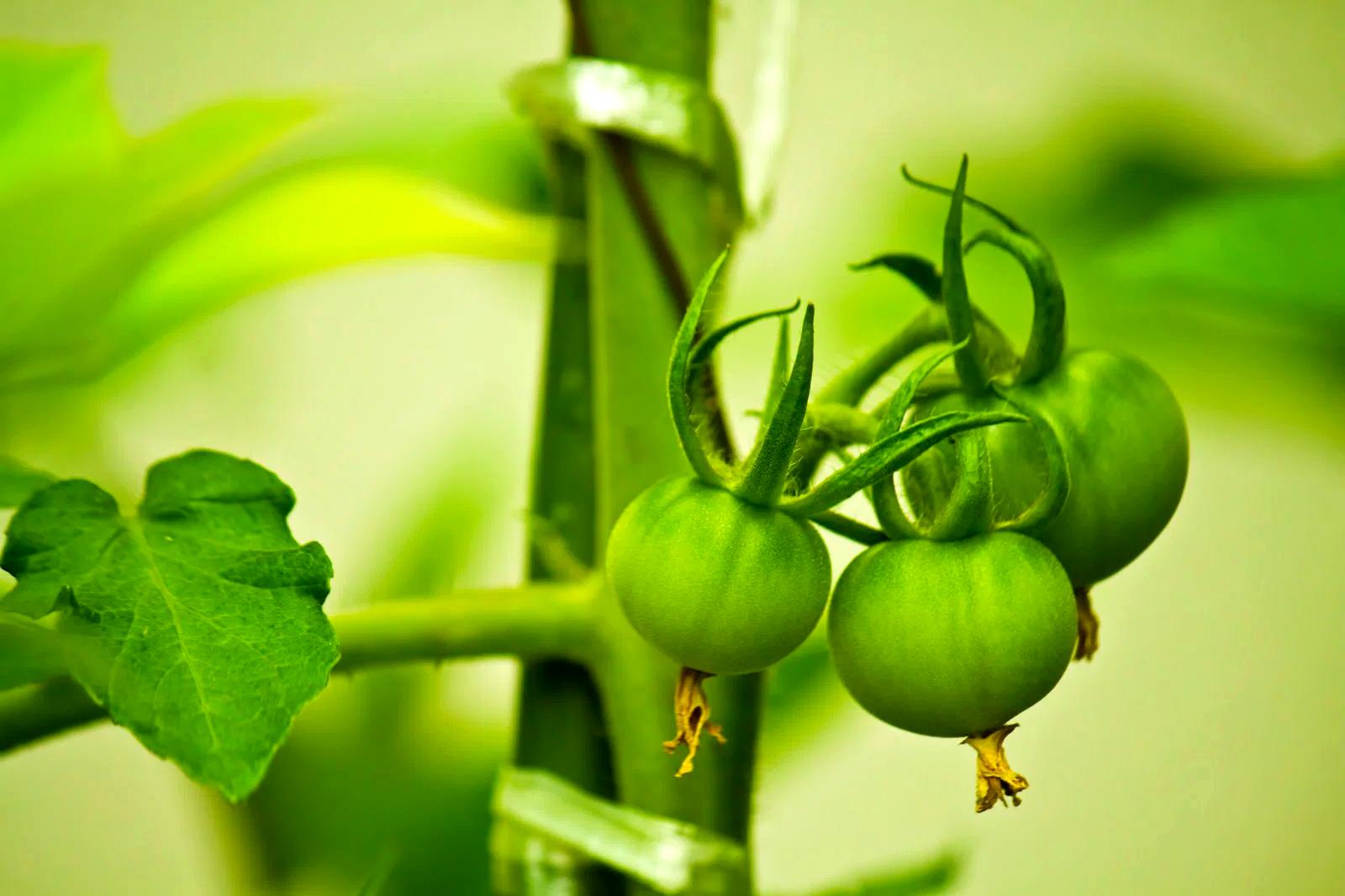 葉の裏を確認してアブラムシの発生をチェックする家庭菜園