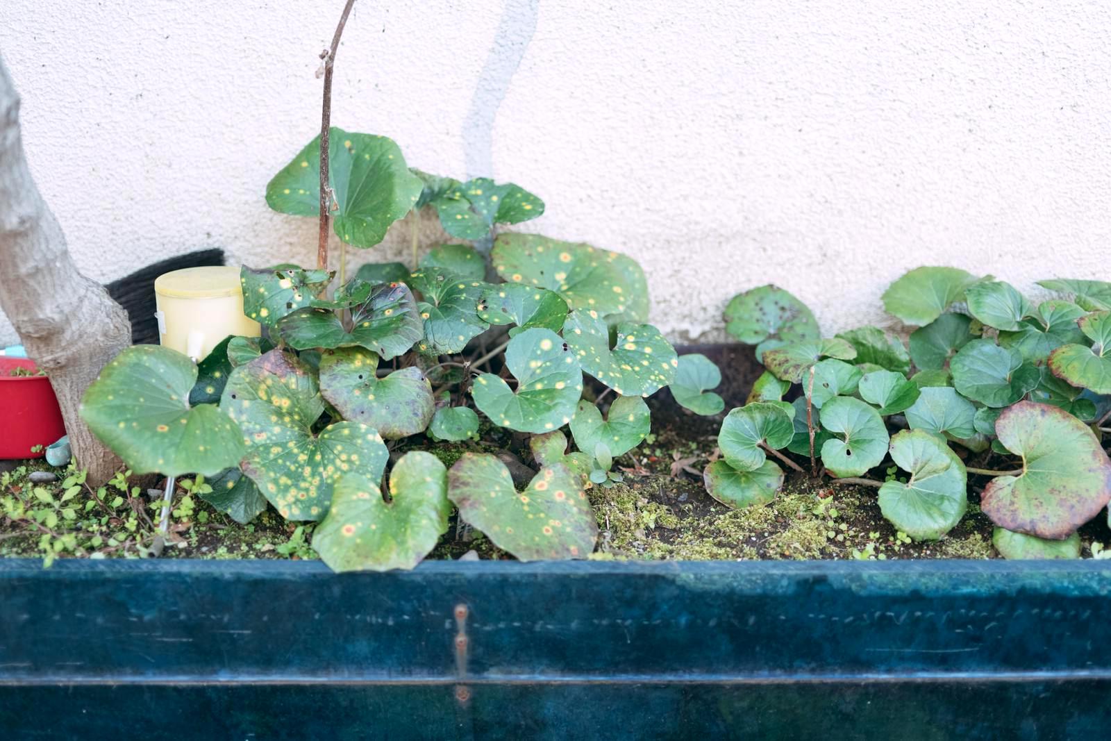 防虫ネットの種類と目合いを比較する家庭菜園用資材