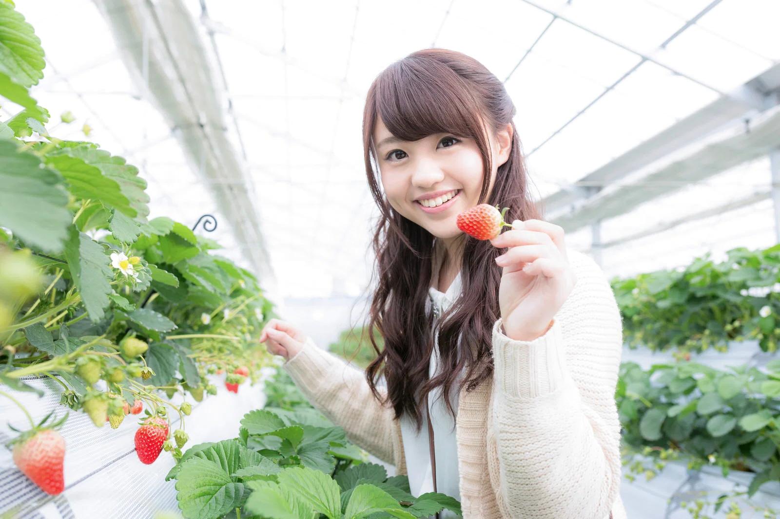 スイカの花粉を雌花へ丁寧に付ける作業