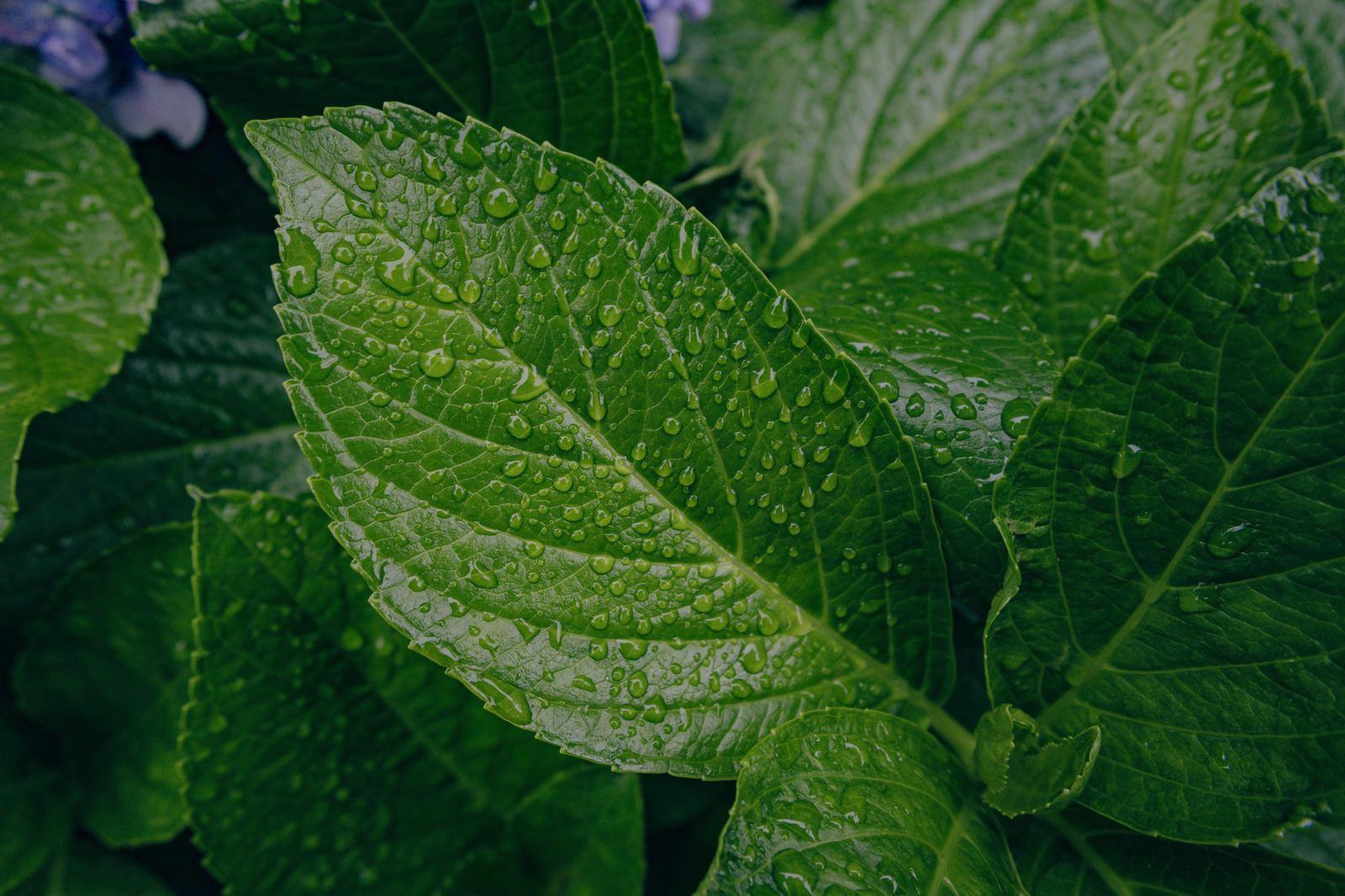 雨上がりの畑と湿度が高い環境での野菜栽培の様子