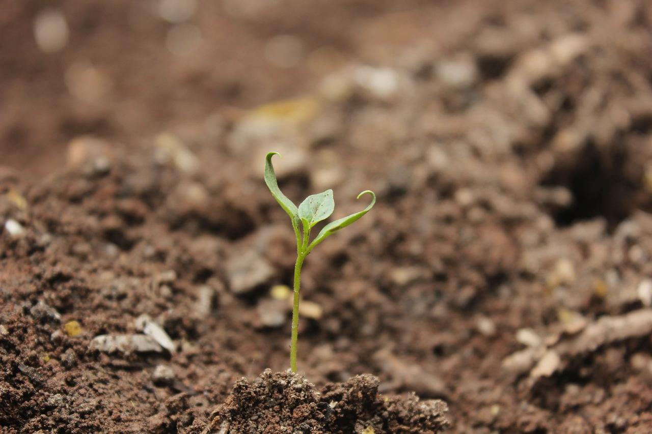 結球前の白菜の葉に虫食い被害が発生している様子