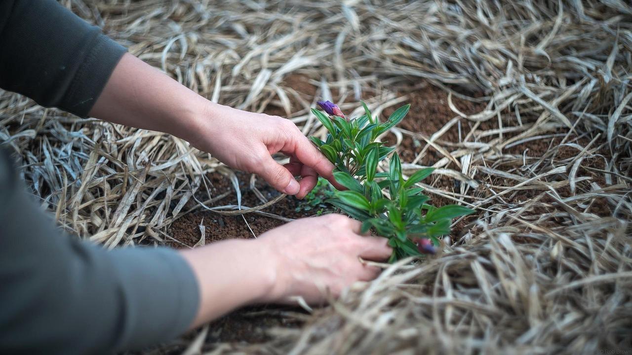 播種後すぐに不織布で畑全体を覆う防除対策
