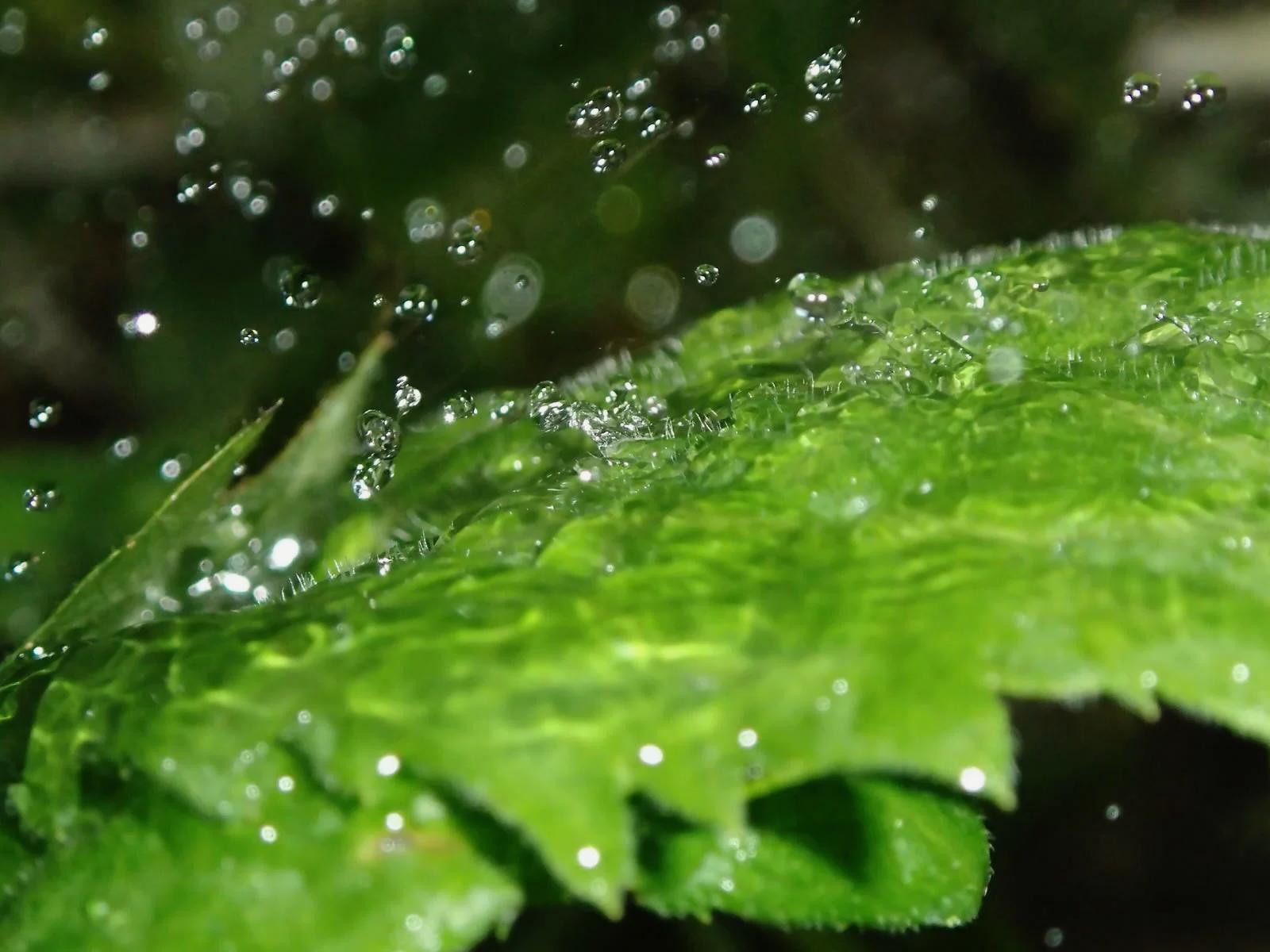 湿度が高い夏の畑で病気が発生するリスク