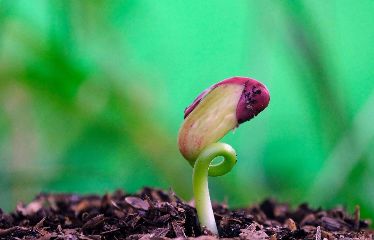 いんげん豆を直播きで育てる畑の様子と発芽イメージ
