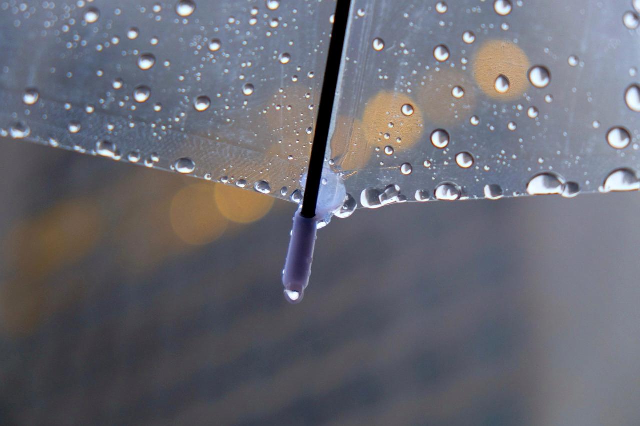 梅雨の畑でジャガイモの収穫時期を見極める様子