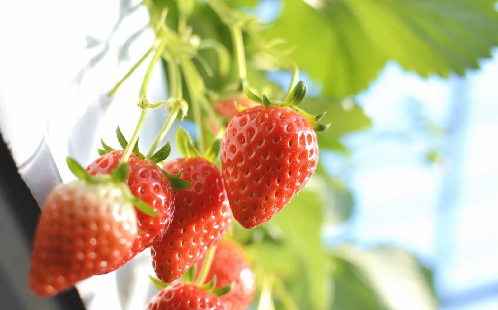 結球前の白菜を健全に育てるための管理作業