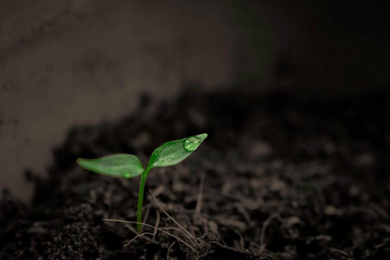 土壌の中で微生物と根粒菌が共生する様子のイメージ
