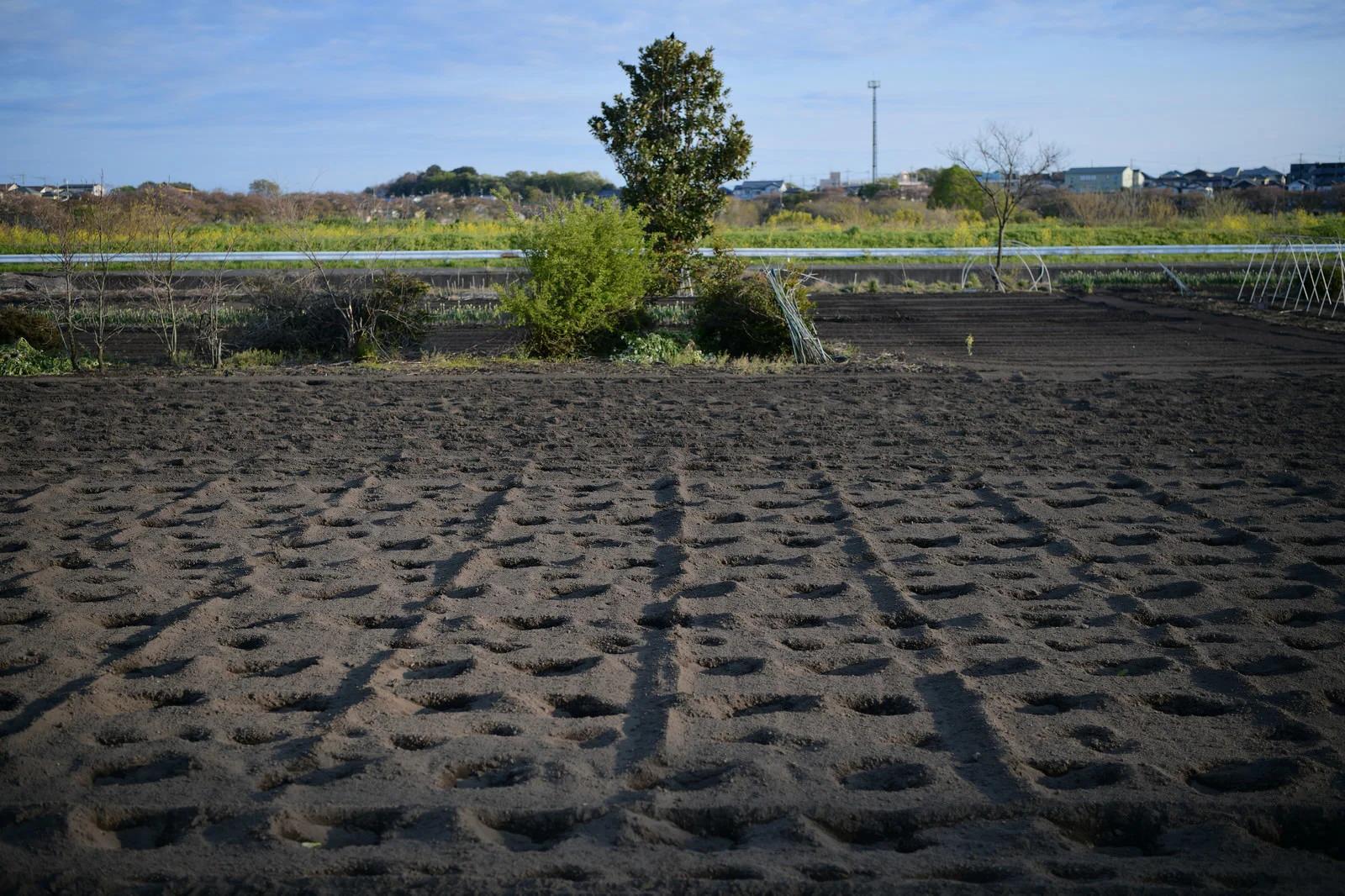 水はけの悪い土壌でズッキーニの根が傷むイメージ図