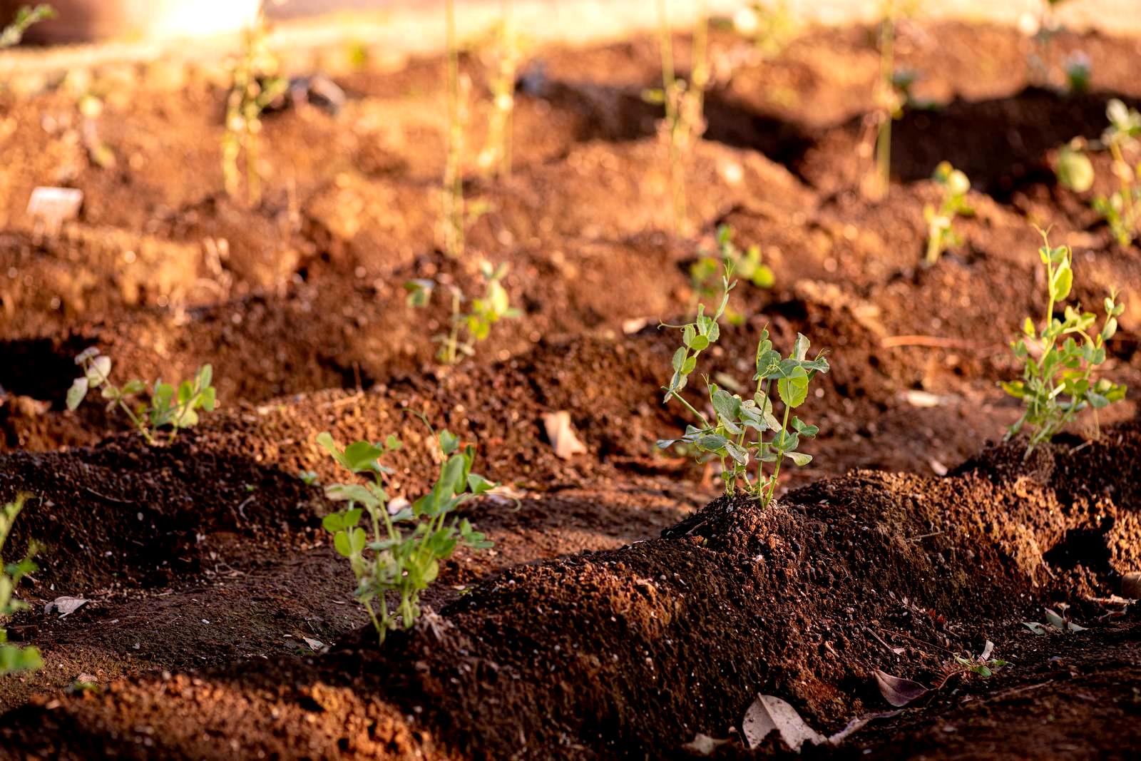 ジャガイモ栽培のために整えた畝と植え付け位置の解説図