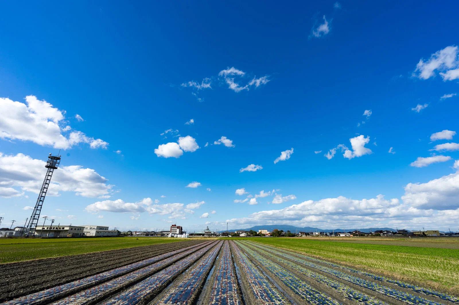 イチゴ苗を畝に丁寧に植え付けて間隔を調整する作業