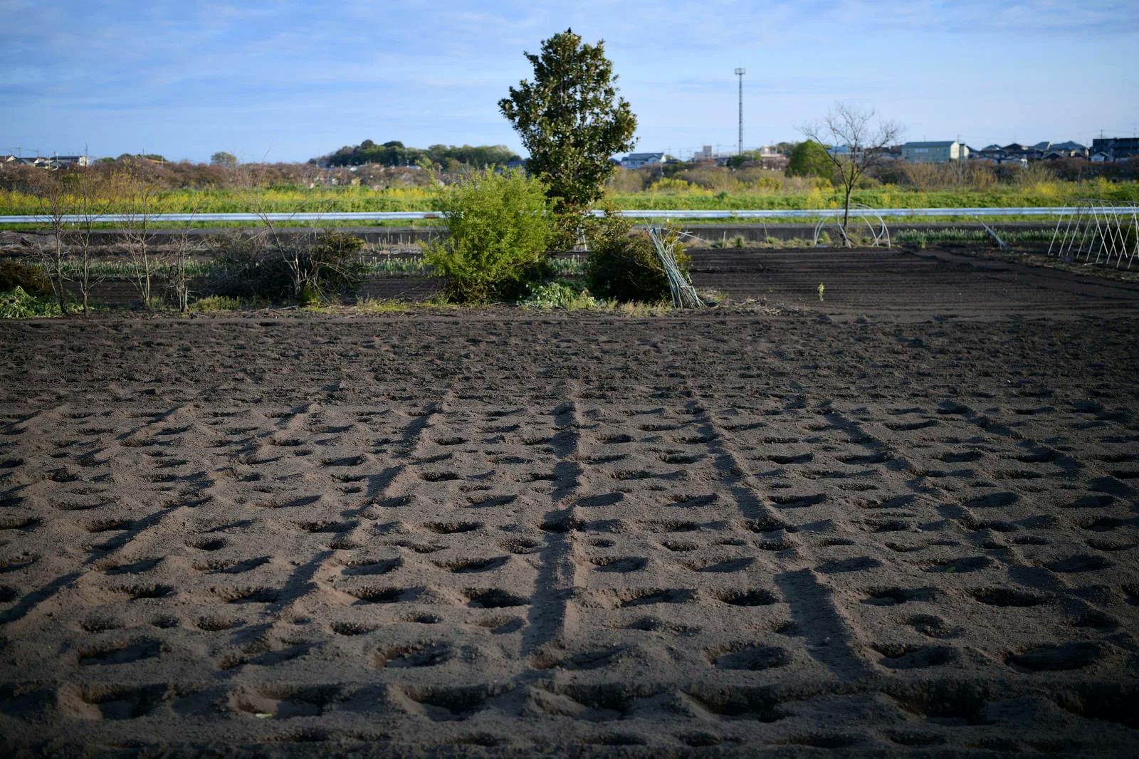 プランターの根詰まりと劣化した土で弱るシシトウの根の様子