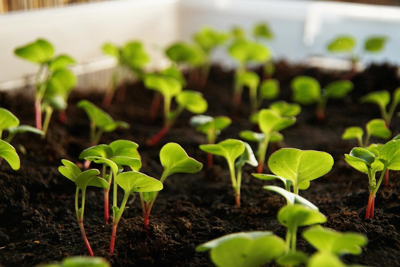 混植されたハーブとともに育つパセリのコンパニオンプランツ栽培