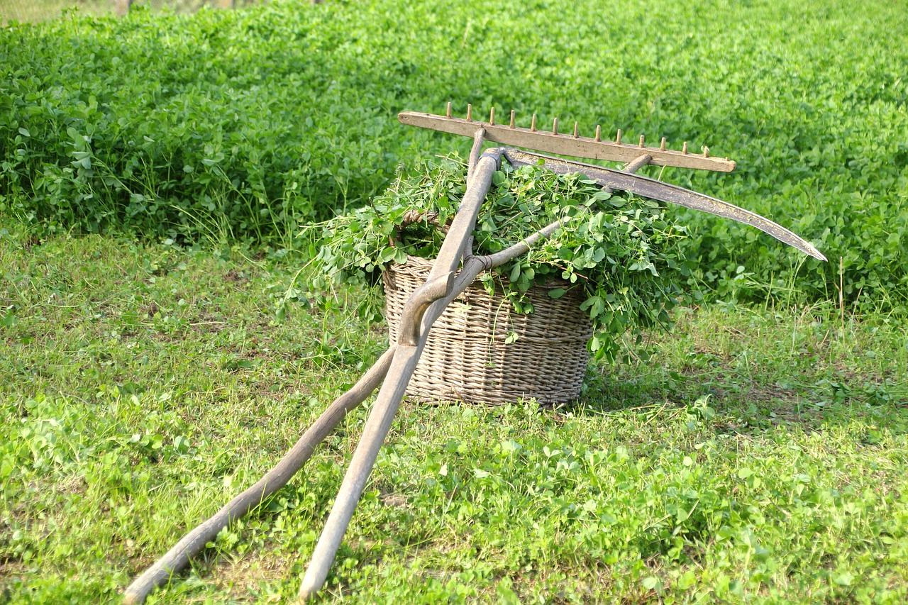 キュウリの病害虫と雑草対策による健康管理