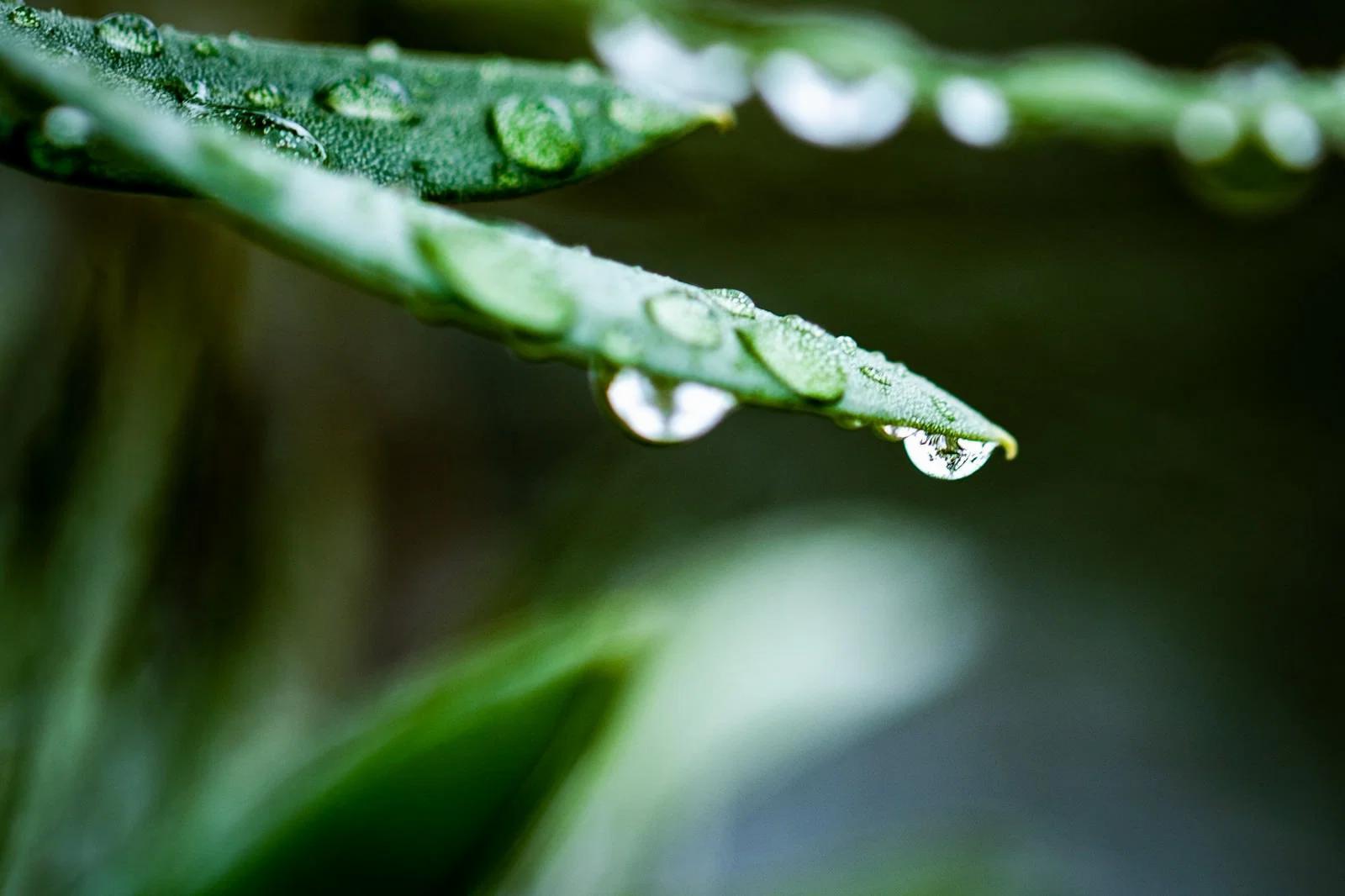 軒下の半日陰で雨を避けて育つパセリの鉢植え