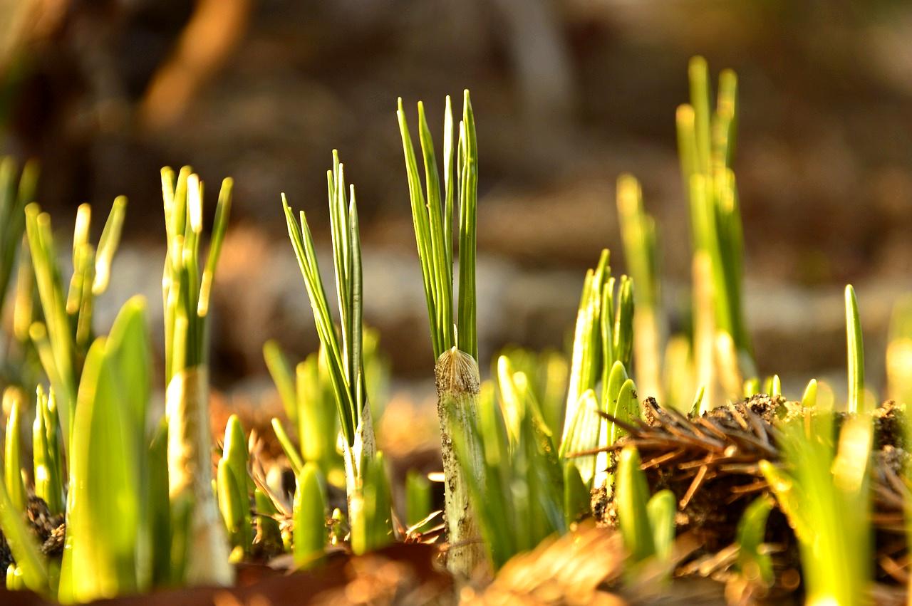 パプリカ栽培における害虫と病気の影響と対策
