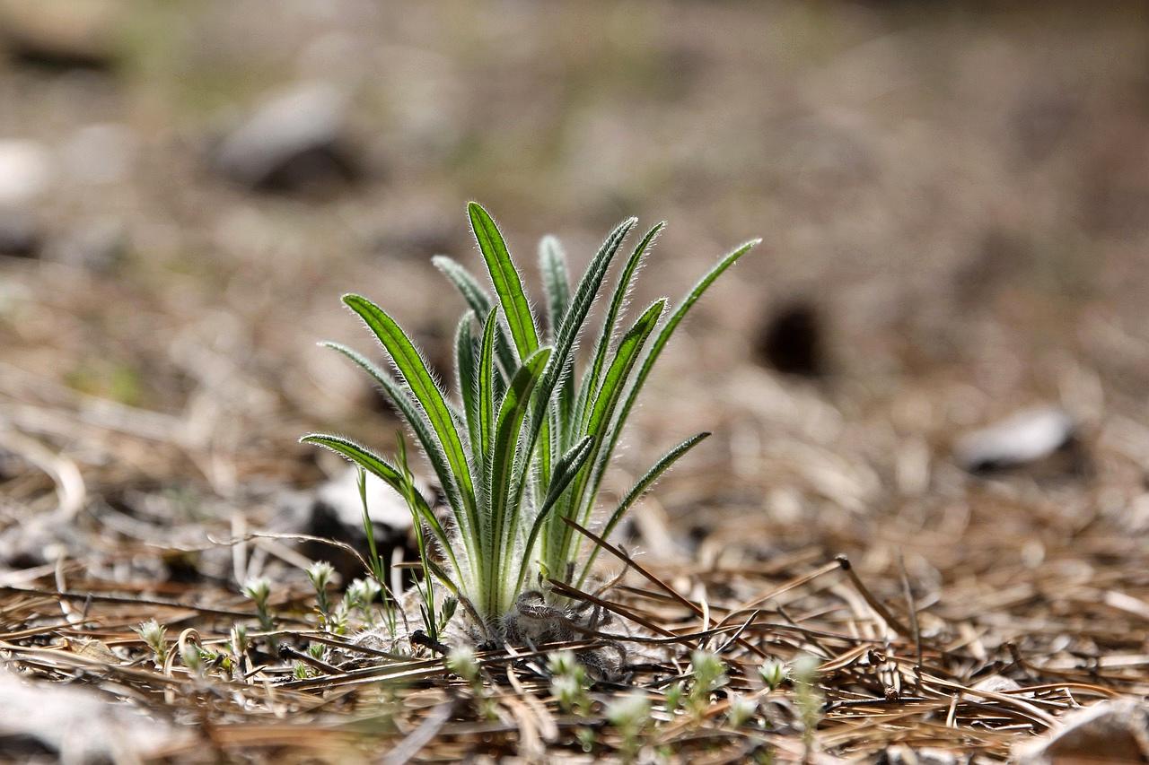 葉裏に群がるアブラムシと植物への吸汁被害のイメージ