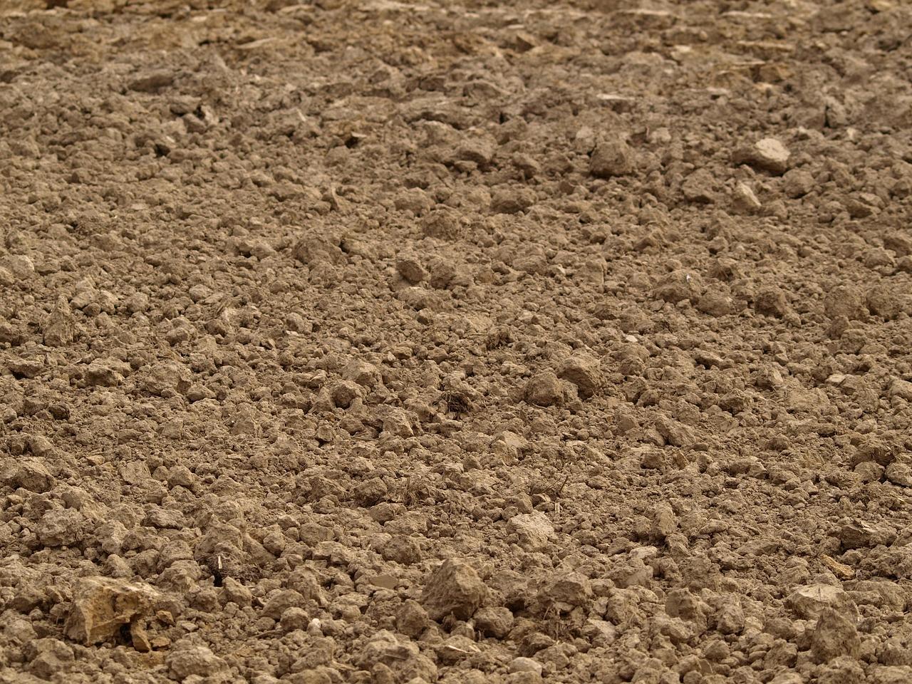 ふかふかの土壌で根が育つルッコラの栽培環境