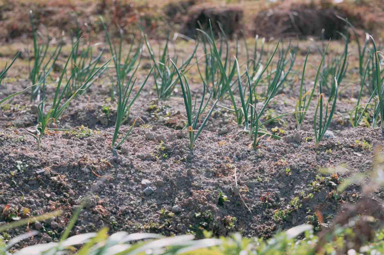 家庭菜園で行う無農薬のヨトウムシ対策作業