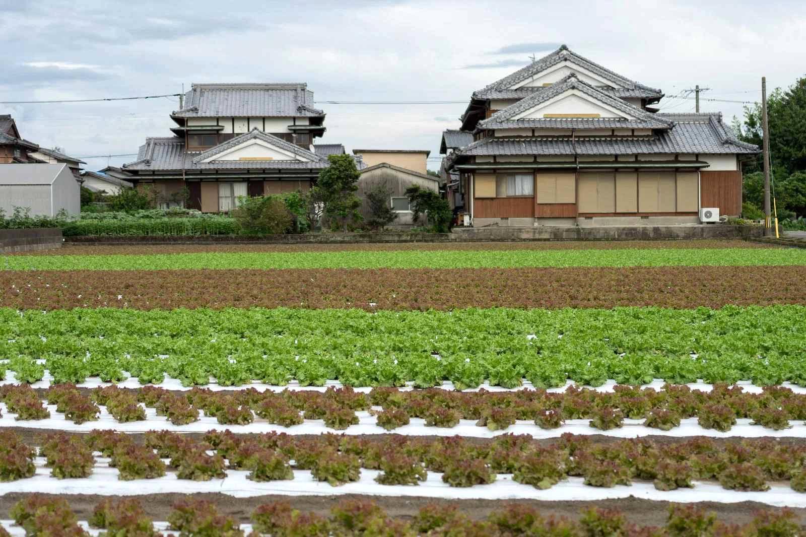 家庭菜園の限られた畑で育つカボチャの様子