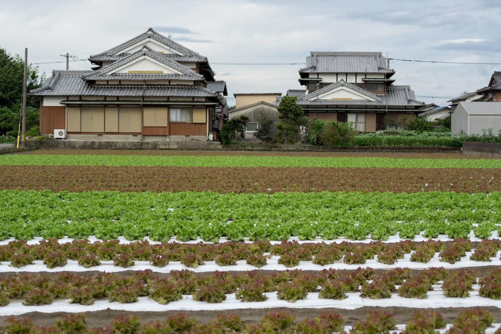 マルチを使った温度安定と初期生育の促進方法