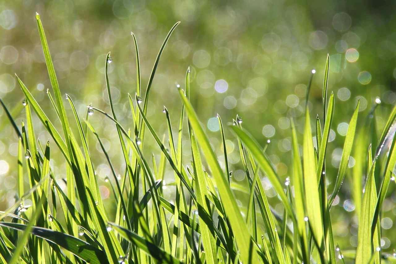 ダンボールマルチを使った畑の管理ポイントを確認する様子