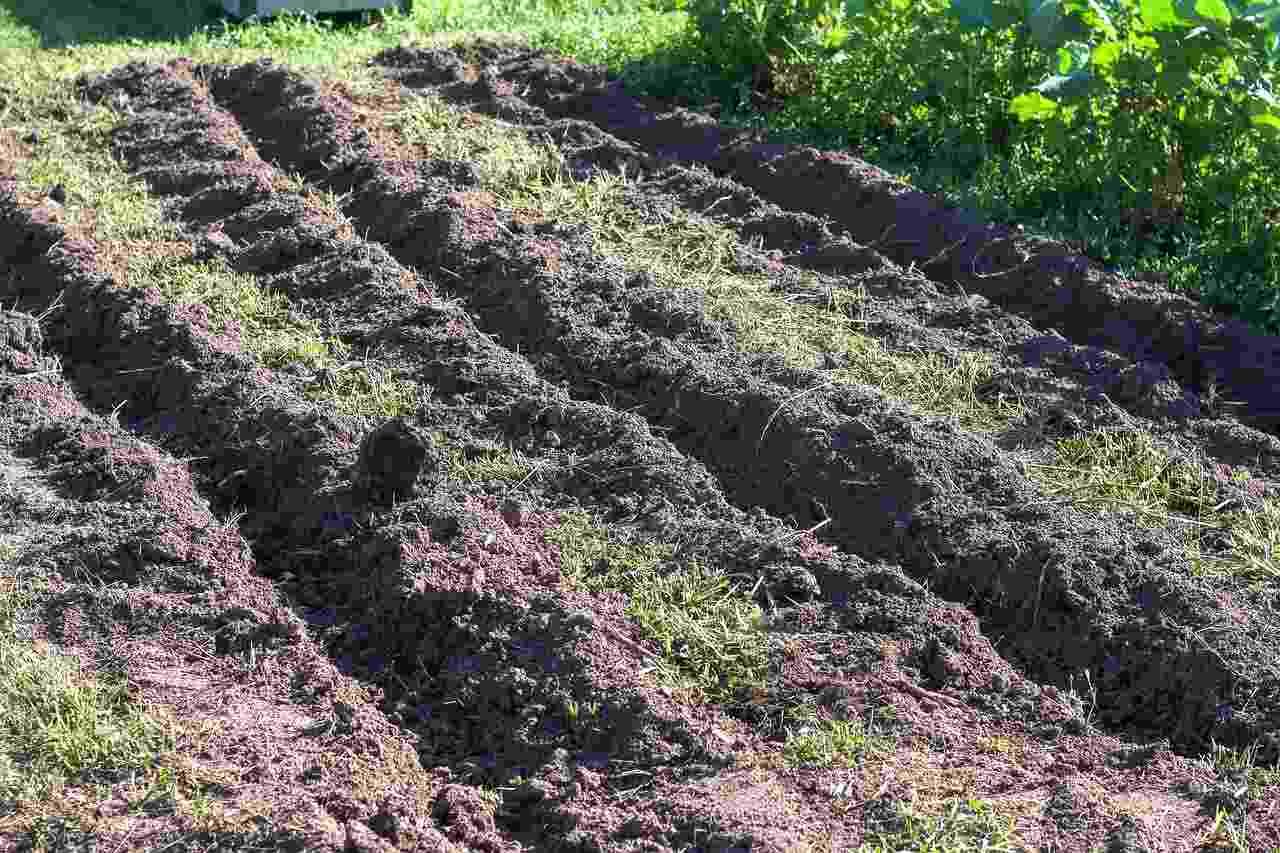 畑に刈り取った雑草を広げて土づくりに活用する様子