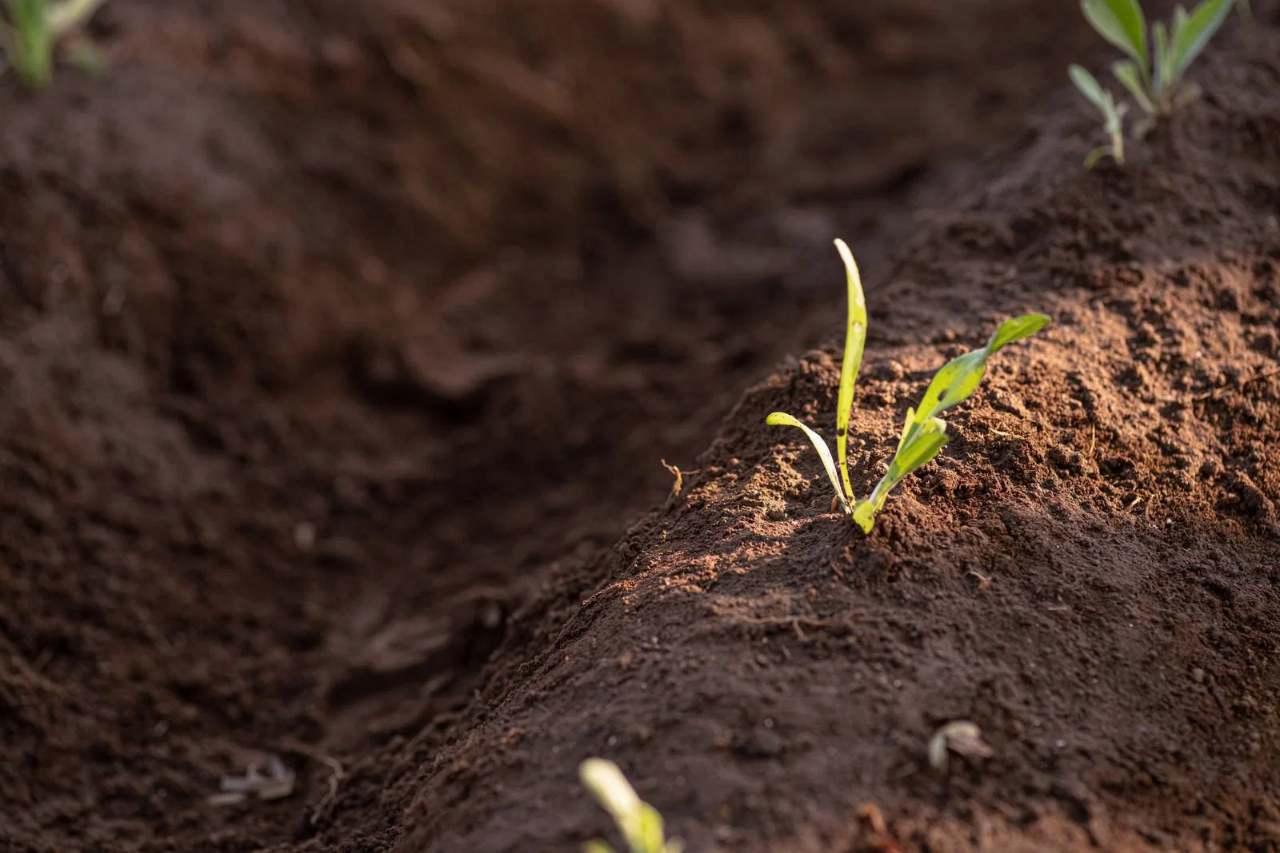 整えられた畑でカボチャを植え付ける準備風景