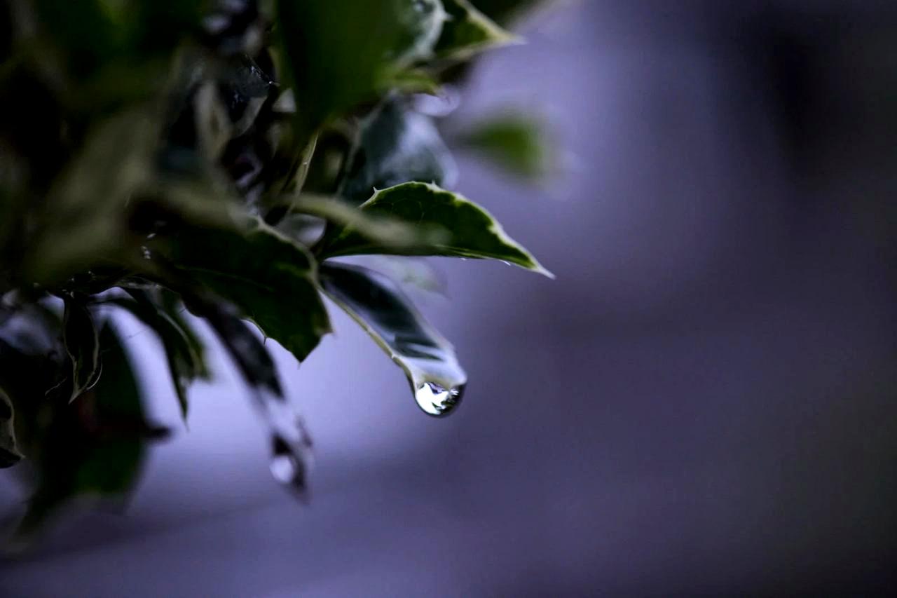 梅雨時期に管理された健康なキャベツ畑