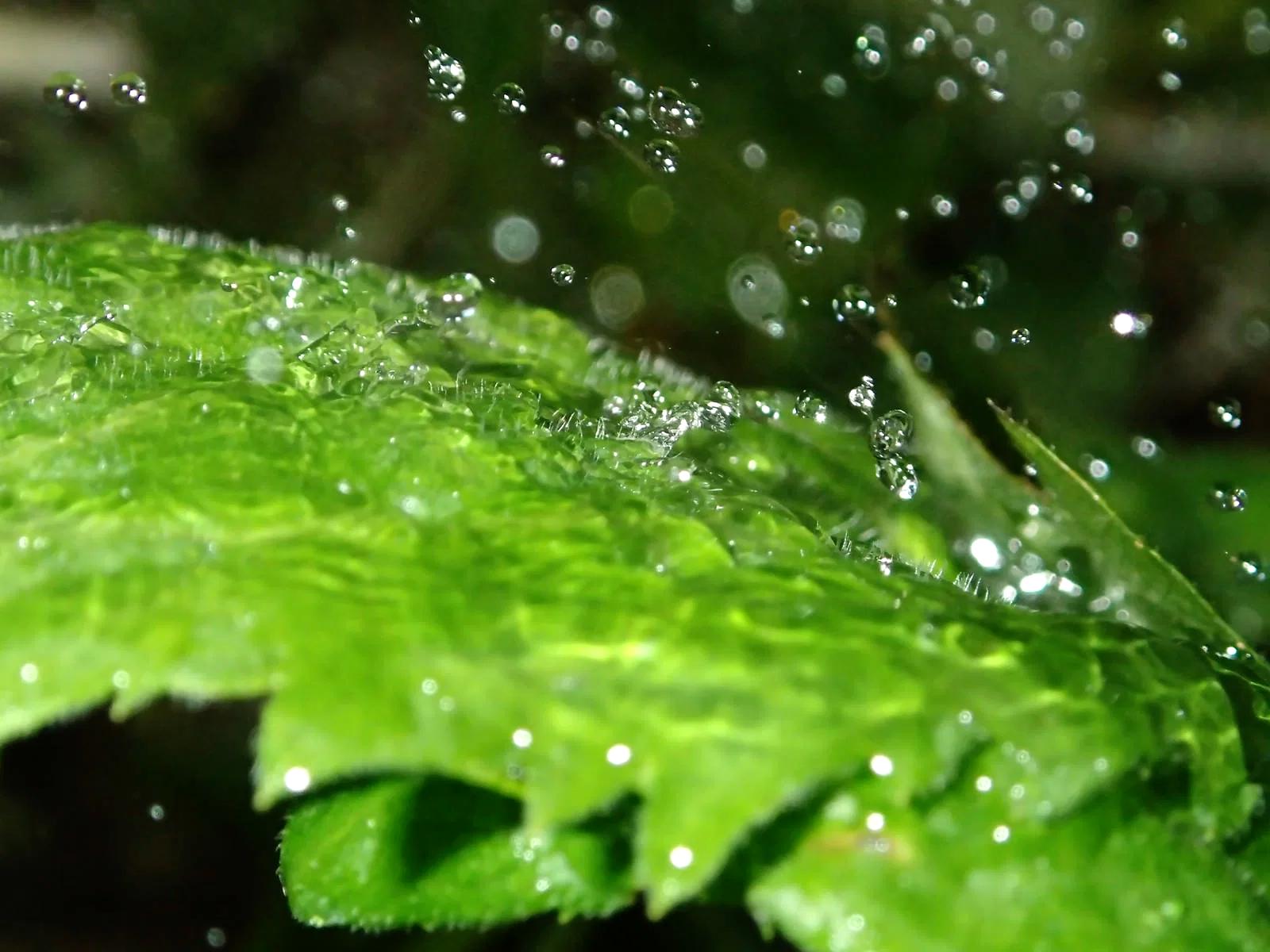 雨後のキュウリ畑で葉や株を点検している様子