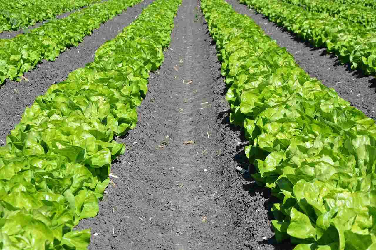 収穫後に土中に残されたマメ科植物の根と白い根粒菌の拡大画像
