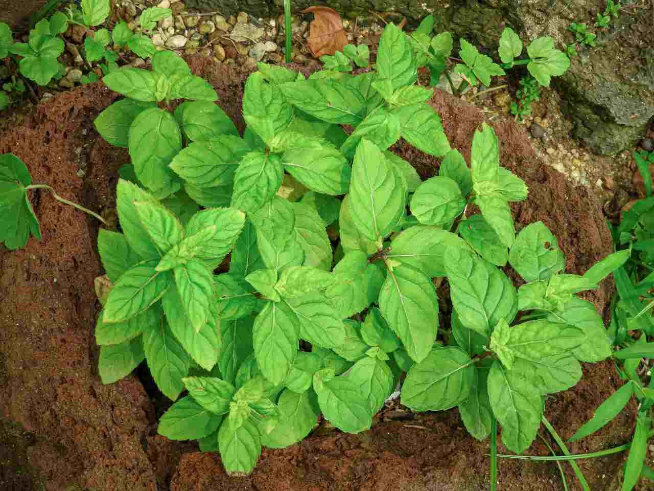トウモロコシと相性の良い植物を一緒に育てる畑の様子