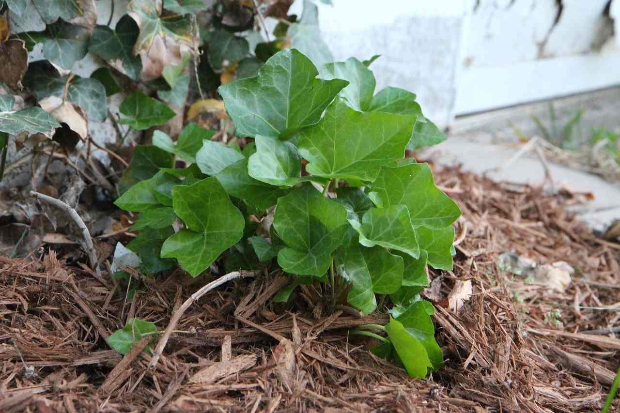 ダンボールマルチで手入れしやすく整えた家庭菜園