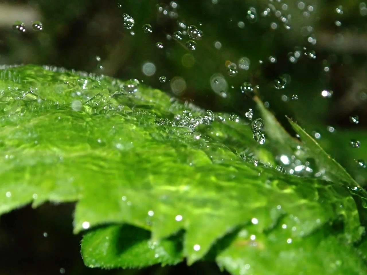 病気予防のため葉を濡らしすぎず株元に水やりするルッコラ栽培の様子