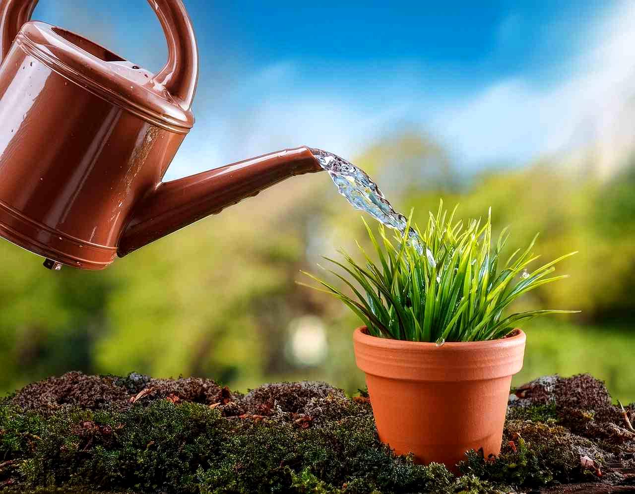 風通しのよいベランダで育てるパセリの鉢植え