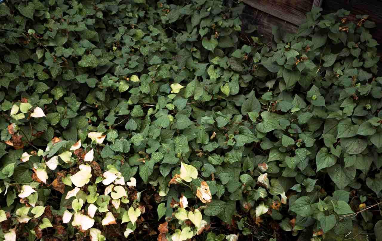 掘り起こしたヤブガラシの太く白い根茎と、そこから伸びる多数のひげ根の拡大写真