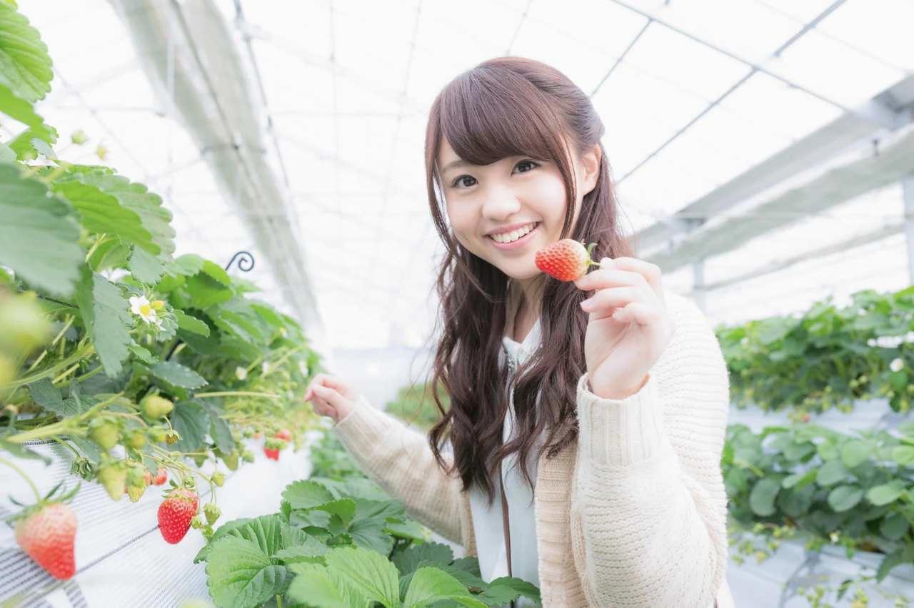 莢が膨らんできた収穫前の枝豆