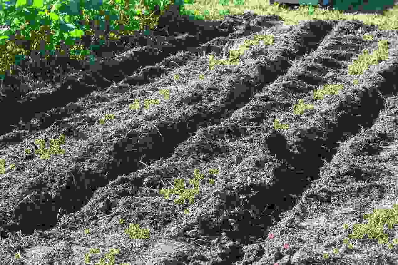 ヤブガラシの周辺にクローバーやワラを敷き詰めた抑草対策の実例写真