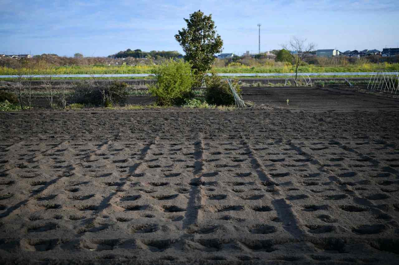 培養土に肥料を混ぜ込んでいる家庭菜園の様子