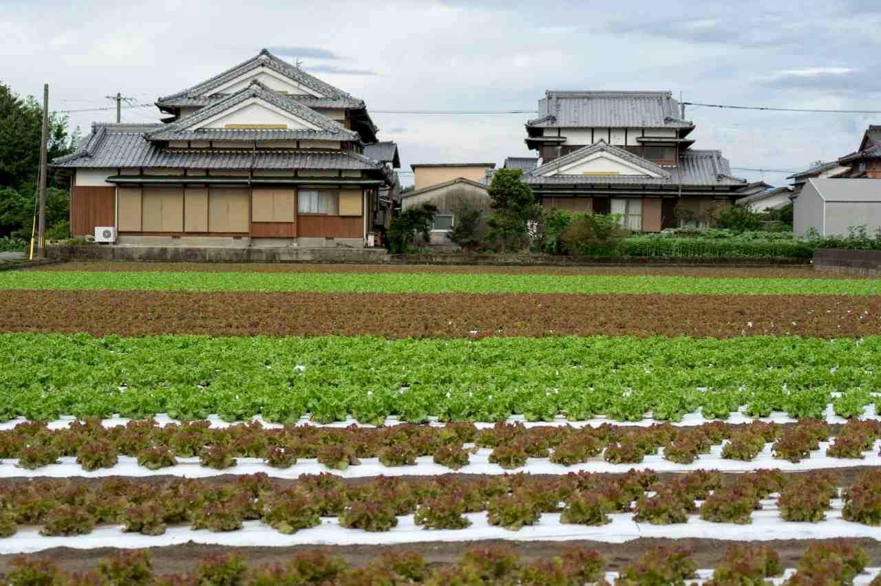 防寒対策をした冬の水菜畑と収穫した水菜