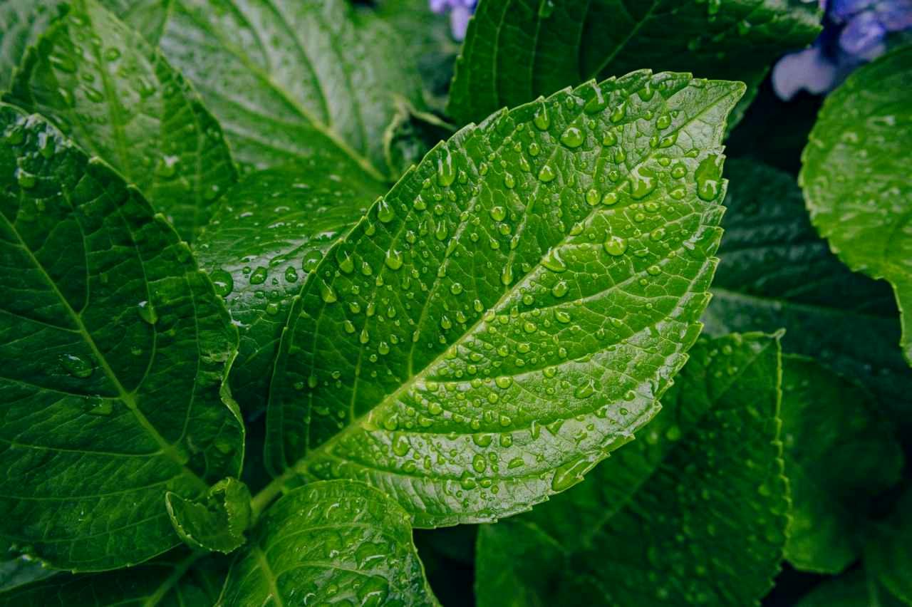 春先の北海道菜園で野菜に水やりをする様子