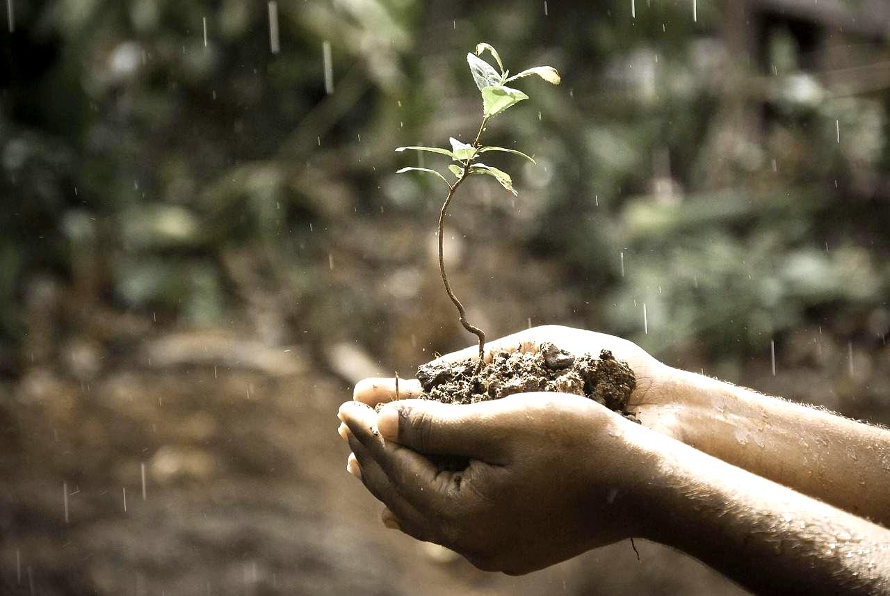雨が続く愛知の畑で育つピーマンと湿った株元の様子