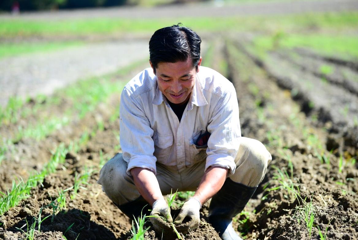家庭菜園でつるなしインゲンの植え付け準備をする様子