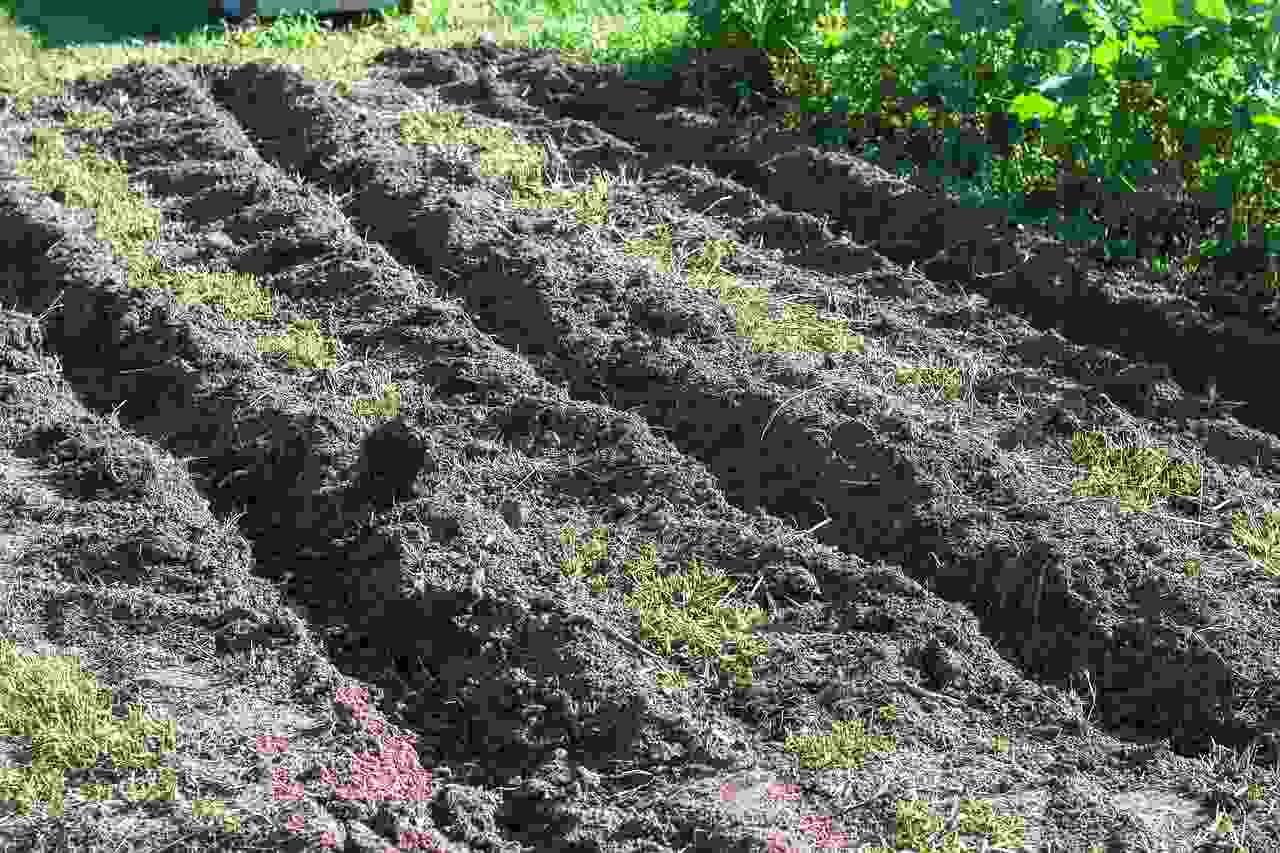 堆肥を土に均一にすき込みゴーヤの根張りを整える畑づくりの様子