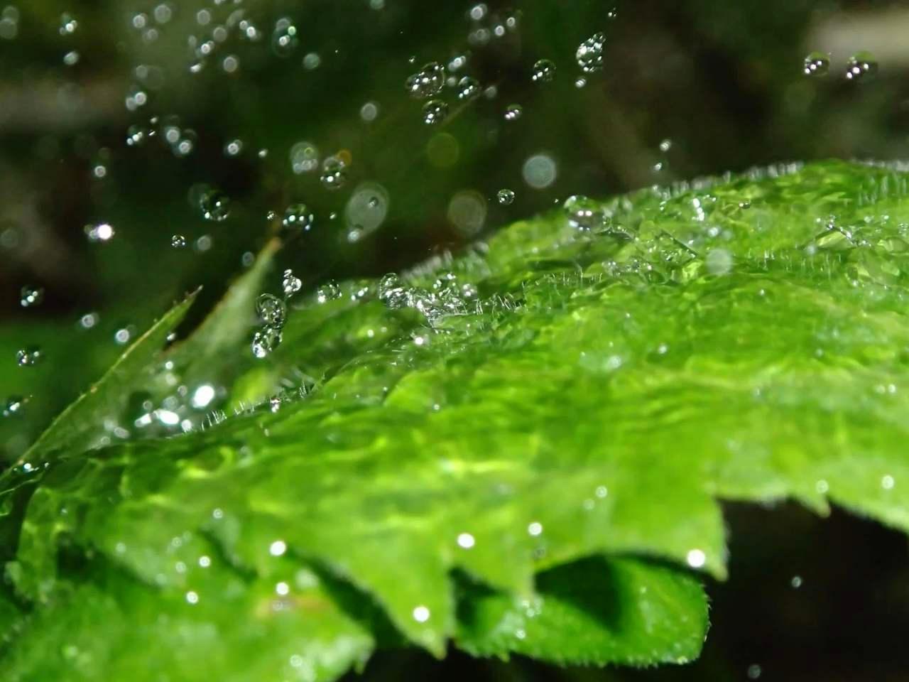 朝の光の中でスイカに水をやる様子