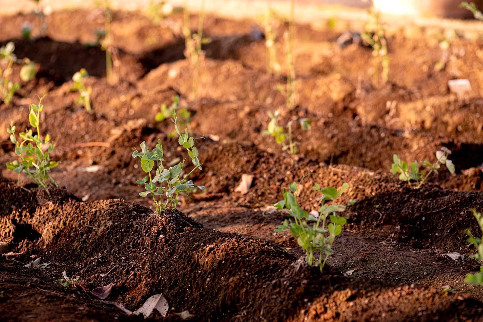 ブロッコリー苗を畑へ丁寧に植え付ける作業の様子