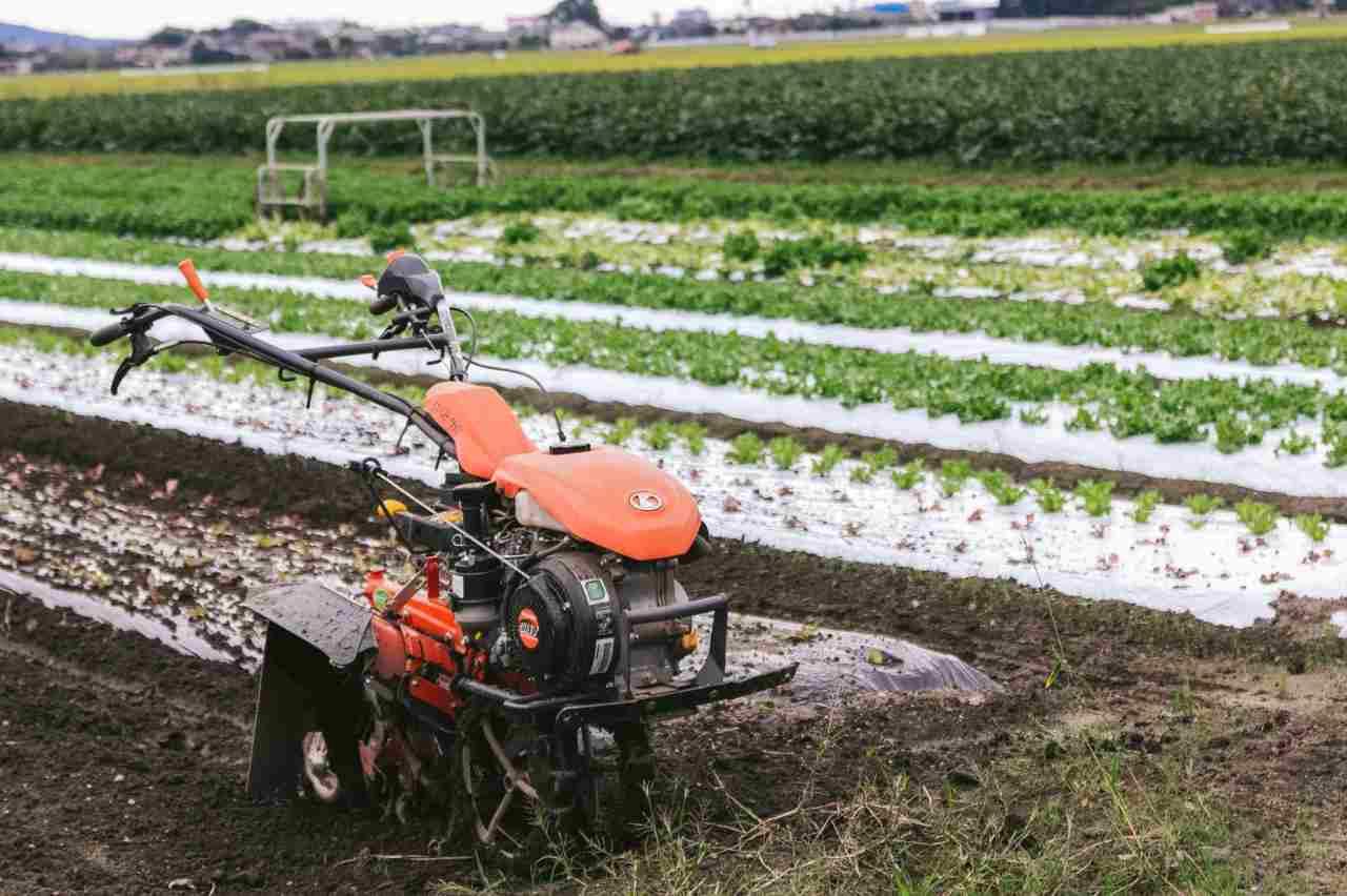 防虫ネットで春菊の畝をしっかり覆って害虫侵入を防ぐイメージ