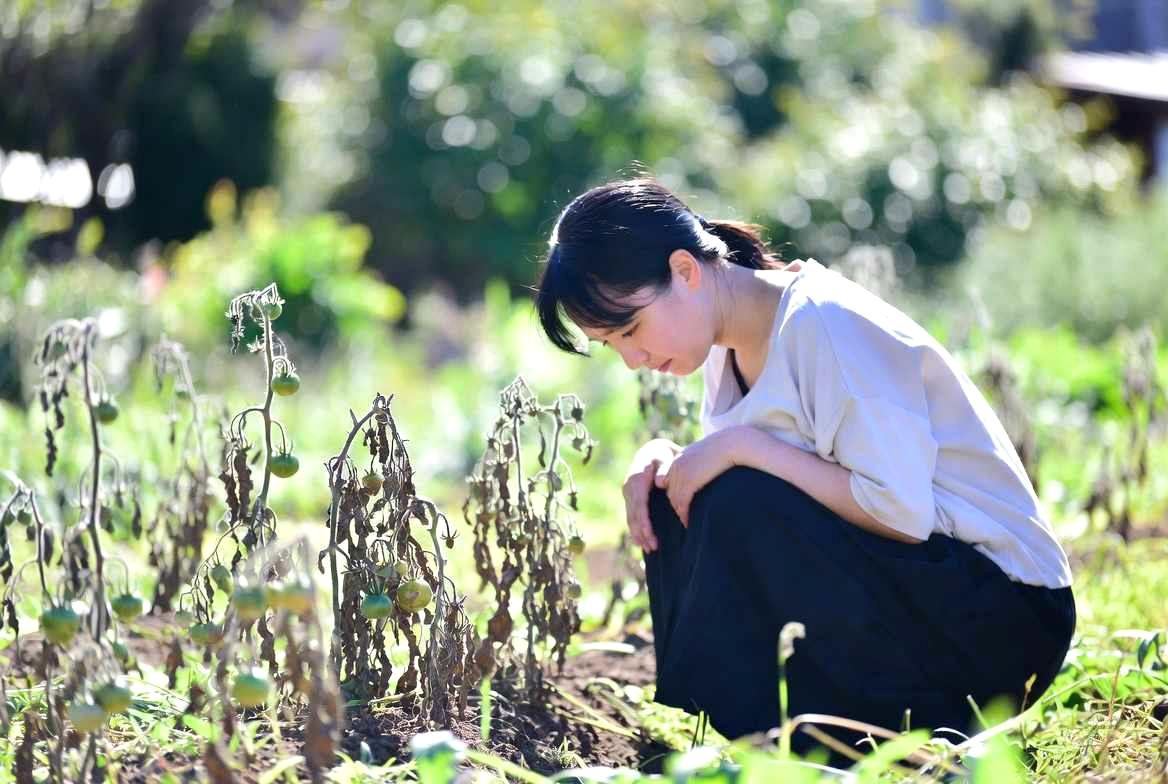 季節に合わせて管理される小松菜の栽培風景